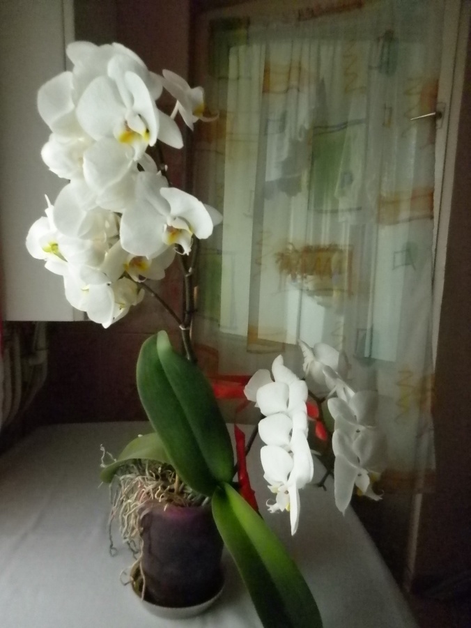 orchideea mea